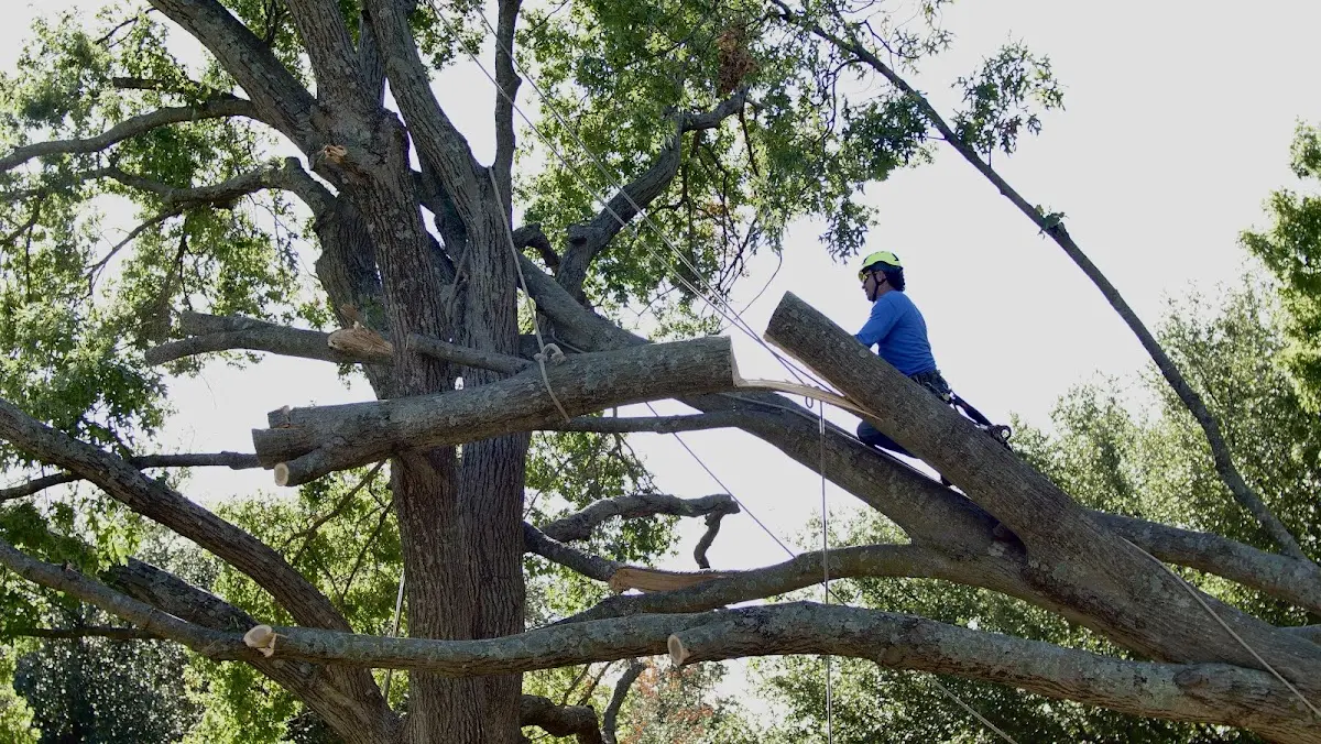 Professional Crown Thinning performed by certified arborists in Wellington
