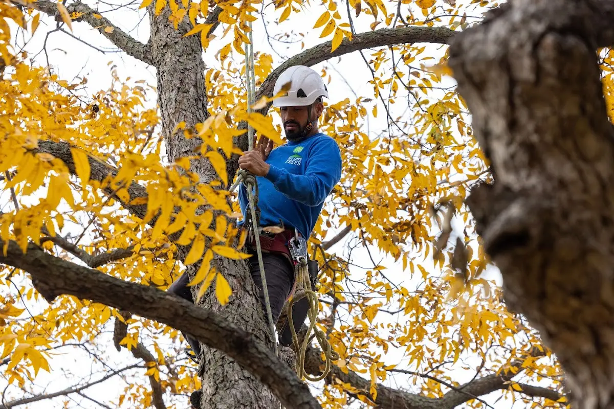 Skilled Tree Pruning crew working in Wellington